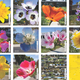 Illustration for article titled How An Artist Blanketed Los Angeles In Wildflowers